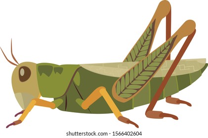 Grasshoppers are typically ground-dwelling insects with powerful hind legs which allow them to escape from threats by leaping vigorously.