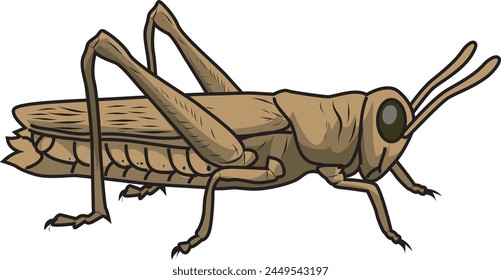 langosta saltamontes en Ilustración vectorial