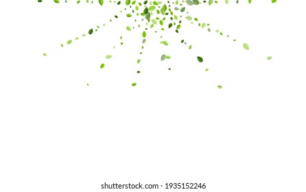 Grassy Foliage Abstract Vector Banner. Organic Greens Template. Forest Leaves Tree Concept. Leaf Transparent Brochure.