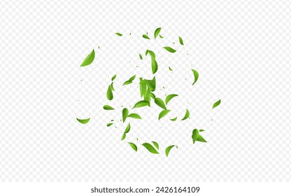 Grassy Foliage Abstract Vector Transparent Background Poster. Wind Leaf Branch. Olive Greens Tea Concept. Leaves Herbal Banner.