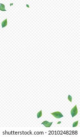 Grassy Foliage Blur Vector Transparent Background Brochure. Herbal Leaf Wallpaper. Mint Greenery Abstract Branch. Leaves Wind Template.