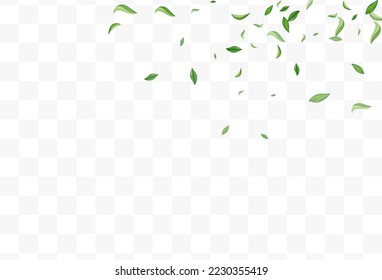 Grassy Foliage Ecology Vector Transparent Background Concept. Falling Leaf Banner. Swamp Leaves Blur Pattern. Greens Forest Branch.