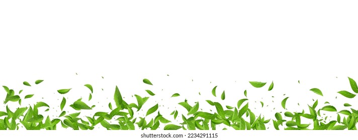 Grassy Foliage Fly Vector Panoramic White Background Branch. Swirl Leaves Illustration. Olive Greens Abstract Brochure. Leaf Herbal Plant.