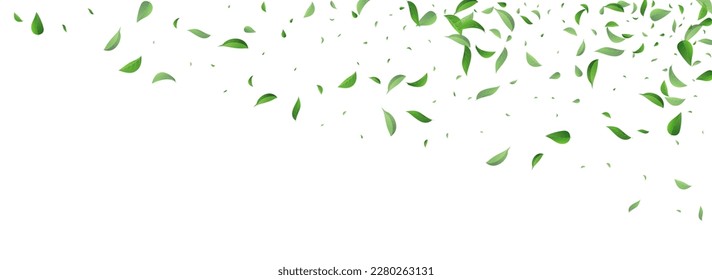 Grassy Foliage Fly Vector Panoramic White Background Wallpaper. Motion Leaf Pattern. Green Leaves Abstract Illustration. Greens Transparent Poster.