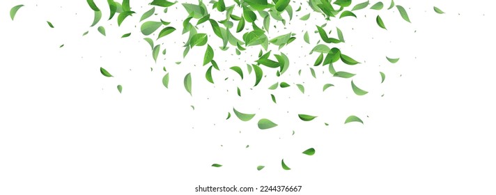Grassy Foliage Flying Vector Panoramic White Background Banner. Fly Leaves Design. Lime Leaf Herbal Concept. Greens Motion Brochure.