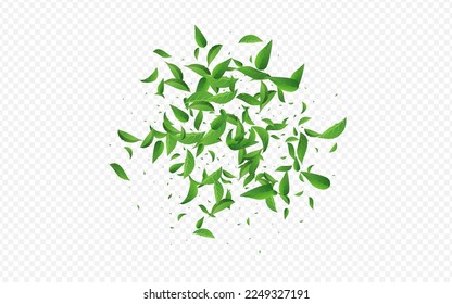 Grassy Foliage Flying Vector Transparent Background Backdrop. Abstract Leaf Illustration. Lime Leaves Ecology Branch. Greens Realistic Banner.