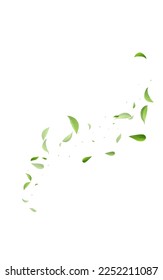 Grassy Foliage Flying Vector White Background Poster. Transparent Leaves Brochure. Mint Leaf Motion Illustration. Greens Forest Design.