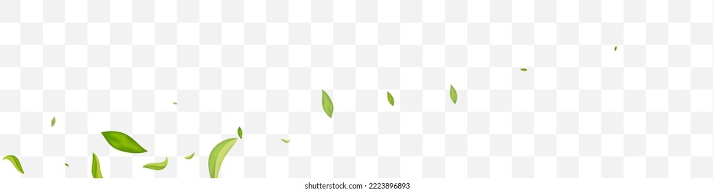 Grassy Foliage Forest Vector Transparent Panoramic Background Template. Motion Greens Plant. Mint Leaves Fly Border. Leaf Spring Pattern.