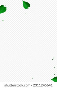 Grassy Foliage Motion Vector Transparent Background Illustration. Tree Leaves Wallpaper. Mint Greens Transparent Branch. Leaf Ecology Border.