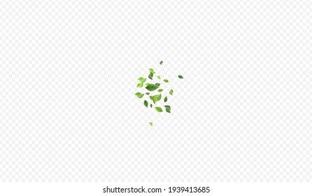 Grassy Foliage Nature Vector Transparent Background Poster. Motion Leaf Template. Olive Greenery Herbal Backdrop. Leaves Spring Design.