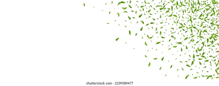 Grassy Foliage Organic Vector Panoramic White Background Illustration. Herbal Leaf Wallpaper. Lime Greens Fly Poster. Leaves Fresh Design.