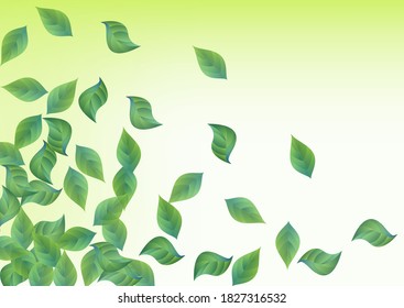 Grassy Foliage Realistic Vector Green Background Branch. Motion Greenery Illustration. Lime Leaf Fresh Plant. Leaves Herbal Border.