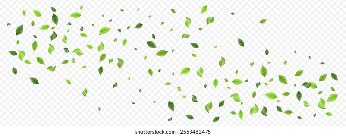 Grassy Foliage Realistic Vector Panoramic Transparent Background Branch. Tree Leaf Wallpaper. Lime Leaves Motion Brochure. Greenery Ecology Poster.