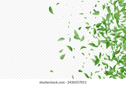 Grassy Foliage Realistic Vector Transparent Background Poster. Herbal Greens Banner. Swamp Leaf Tea Wallpaper. Leaves Transparent Backdrop.