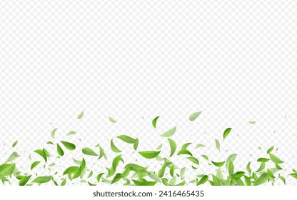 Grassy Foliage Swirl Vector Transparent Background Template. Fly Greens Wallpaper. Mint Leaf Forest Illustration. Leaves Organic Pattern.
