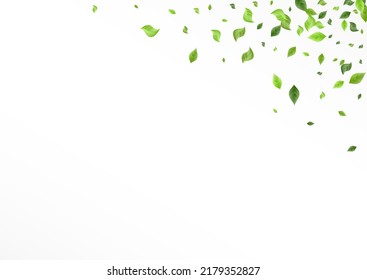 Grasblättriger Swirl, weißer Hintergrund. Baumgrenze. Mint Greenery Motion Muster. Leaf Kräuterdesign.