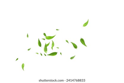 Grassy Foliage Tea Vector White Background Brochure. Falling Leaves Border. Olive Greens Tree Branch. Leaf Swirl Illustration.