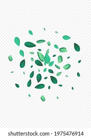 Grassy Foliage Transparent Vector Transparent Background Wallpaper. Swirl Leaves Background. Olive Leaf Wind Pattern. Greens Herbal Illustration.