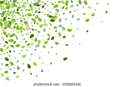 Grassy Foliage Tree Vector Banner. Nature Greens Wallpaper. Olive Leaves Flying Template. Leaf Herbal Brochure.