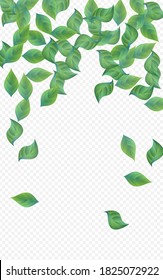 Papel de fondo transparente para el vector de árbol de follaje gris. Concepto de hoja natural. Rama Eólica Verde. Afiche de las hojas que caen.