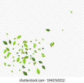 Grassy Foliage Tree Vector Transparent Background Plant. Abstract Leaves Design. Mint Leaf Fresh Template. Greenery Tea Branch.