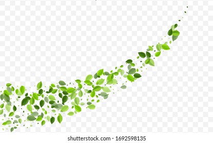 Grassy Foliage Vector Design. Olive Leaves Tree Background. Falling Plant. Mint Leaf Transparent Backdrop.
