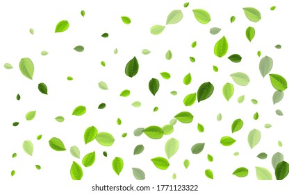 Grassy Foliage Wind Vector Banner. Forest Greens Branch. Swamp Leaves Fresh Plant. Leaf Tea Pattern.