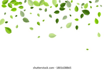 Grassy Foliage Wind Vector Banner. Fresh Leaf Border. Forest Greens Flying Wallpaper. Leaves Falling Concept.