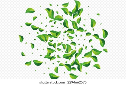 Grassy Foliage Wind Vector Transparent Background. Motion Greens Plant. Mint Leaves Tea Pattern. Leaf Fly Design.