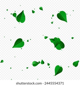 Grassy Foliage Wind Vector Transparent Background Plant. Forest Leaf Concept. Green Greens Spring Template. Leaves Motion Banner.