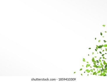 Grassy Foliage Wind Vector White Background Brochure. Fresh Leaf Banner. Green Greenery Nature Illustration. Leaves Abstract Branch.