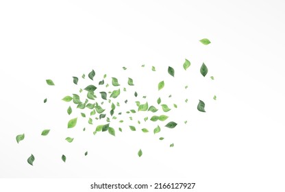 Grassy Greenery Abstract Vector Concepto De Fondo Blanco. Pancarta de follaje de árbol. Lime Deja Afiche Orgánico. Plantilla de Ecología de Hojas.