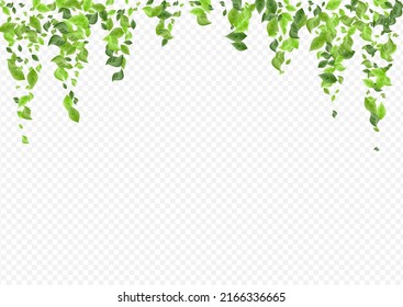 Grassy Greenery Falling Vector Transparent Background Border. Fresh Leaves Plant. Lime Foliage Tea Backdrop. Leaf Tree Poster.