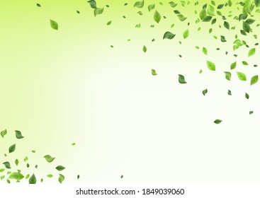 Grassy Greenery Swirl Vector Green Background Border. Tea Leaf Template. Olive Foliage Tree Plant. Leaves Ecology Pattern.