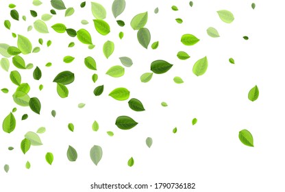 Grassy Greens Abstract Vector Brochure. Fly Leaf Background. Olive Leaves Nature Concept. Foliage Flying Illustration.