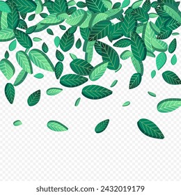 Grassy Greens Falling Vector Transparent Background Branch. Spring Foliage Banner. Olive Leaf Abstract Poster. Leaves Organic Plant.