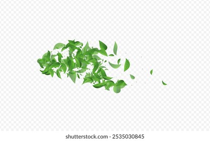 Grassy Greens Falling Vector Transparent Background Banner. Flying Leaves Design. Lime Leaf Ecology Illustration. Foliage Organic Template.