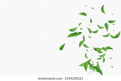 Grassy Greens Falling Vector Transparent Background Banner. Wind Foliage Concept. Green Leaf Organic Branch. Leaves Tea Template.