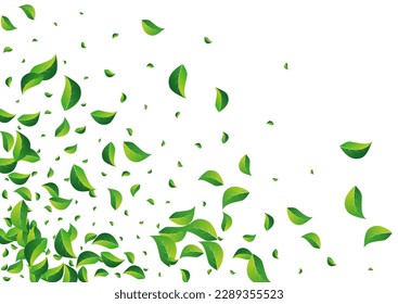 Grassy Greens Fly Vector White Background. Swirl Leaf Pattern. Mint Leaves Forest Illustration. Foliage Blur Plant.