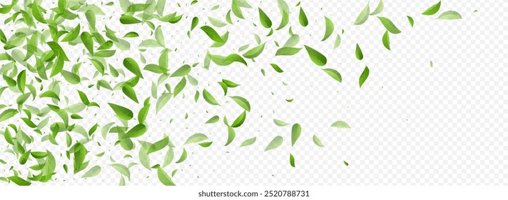 Grassy Greens Forest Vector Panoramic Transparent Background Template. Spring Leaf Wallpaper. Mint Foliage Blur Poster. Leaves Organic Brochure.