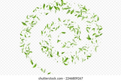 Afiche de fondo transparente del vector forestal Grassy Greens Forest. Planta de hojas de ecología. Ilustración De La Flota Verde. Deja el diseño orgánico.