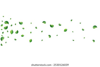 Grassy Greens Forest Vector White Background. Falling Leaf Template. Olive Foliage Herbal Pattern. Leaves Tea Wallpaper.