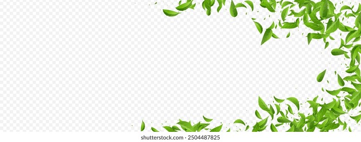 Grassy Greens Fresh Vector Panoramic Transparent Background Poster. Organic Foliage Concept. Forest Leaves Motion Backdrop. Leaf Ecology Border.