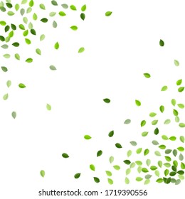 Grassy Greens Nature Vector Backdrop. Tea Foliage Plant. Mint Leaf Motion Border. Leaves Blur Background.