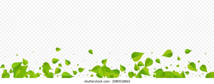 Grassy Greens Organic Vector Panoramic Transparent Background Wallpaper. Herbal Leaf Banner. Lime Leaves Fresh Backdrop. Foliage Fly Template.