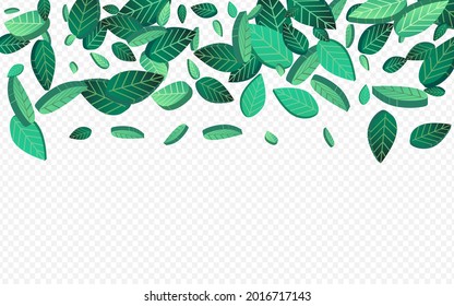 Grassy Greens Organic Vector Transparent Background Banner. Tree Leaf Backdrop. Swamp Leaves Transparent Concept. Foliage Tea Border.