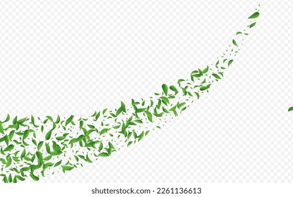 Grassy Greens Organic Vector Transparent Background Branch. Fresh Leaf Poster. Olive Foliage Tree Border. Leaves Transparent Backdrop.