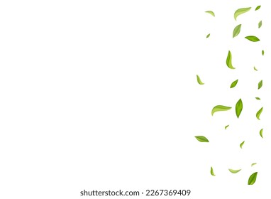 Grassy Greens Realistic Vector White Background Backdrop. Swirl Leaves Poster. Swamp Foliage Tree Illustration. Leaf Organic Plant.