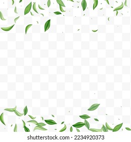 Grassy Greens Spring Vector Transparent Background Wallpaper. Abstract Leaves Design. Lime Leaf Flying Poster. Foliage Motion Template.