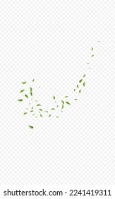 Grassy Greens Spring Vector Transparent Background Backdrop. Flying Leaves Illustration. Swamp Foliage Fresh Border. Leaf Wind Design.